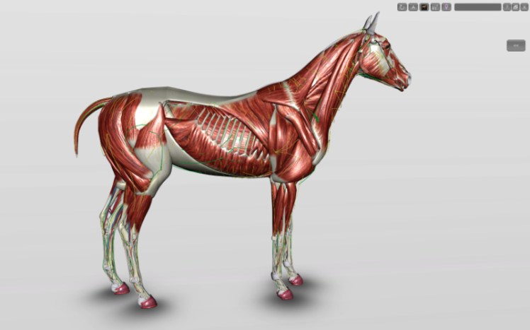 cavalo-3d-musculatura